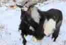 Timur goat je pomislil